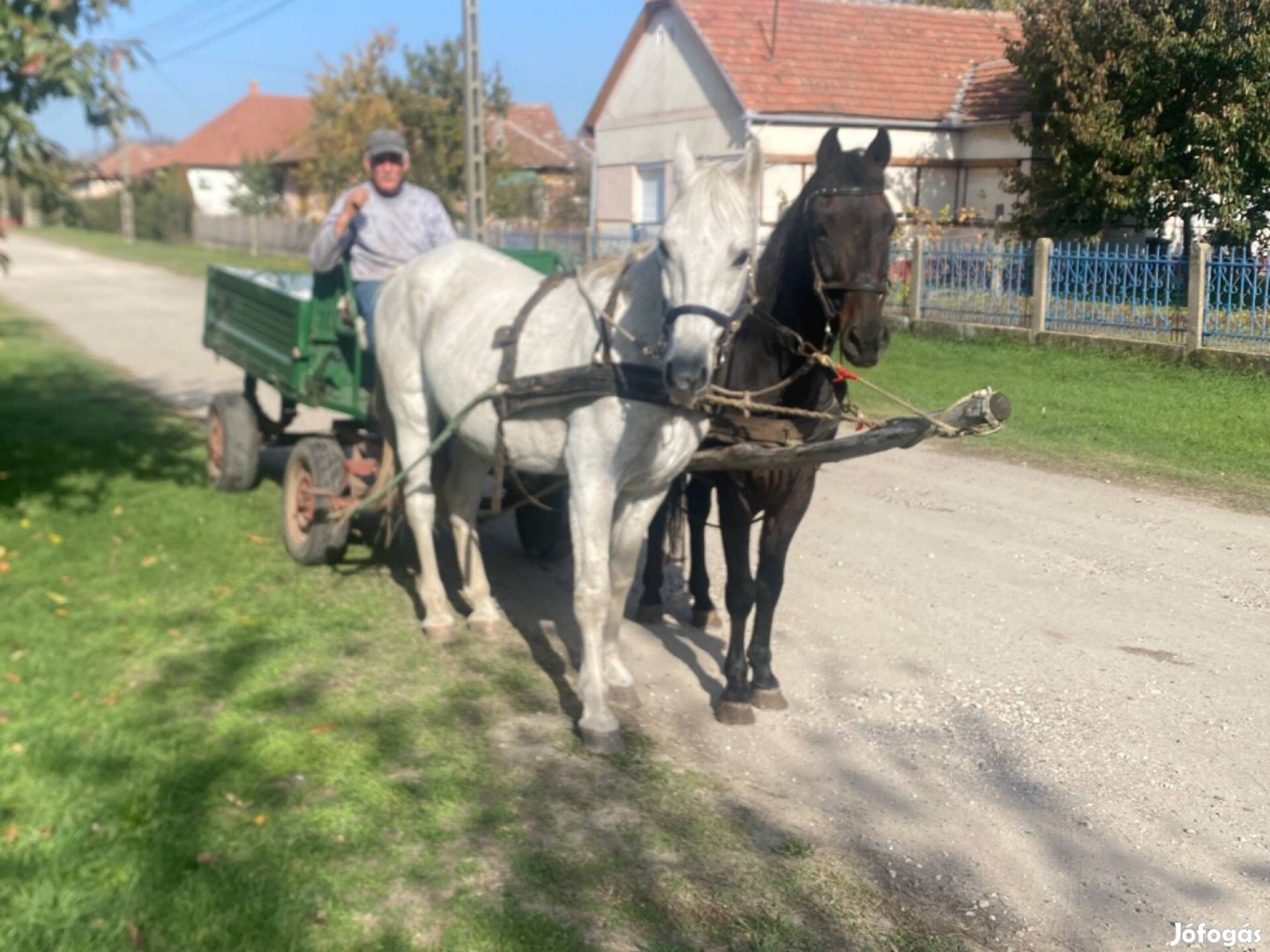 Eladó lovak ostor kivágásig