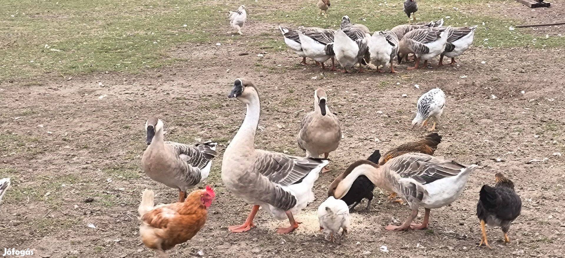 Eladó lúd ,Komárom Esztergom megyében, Ászár