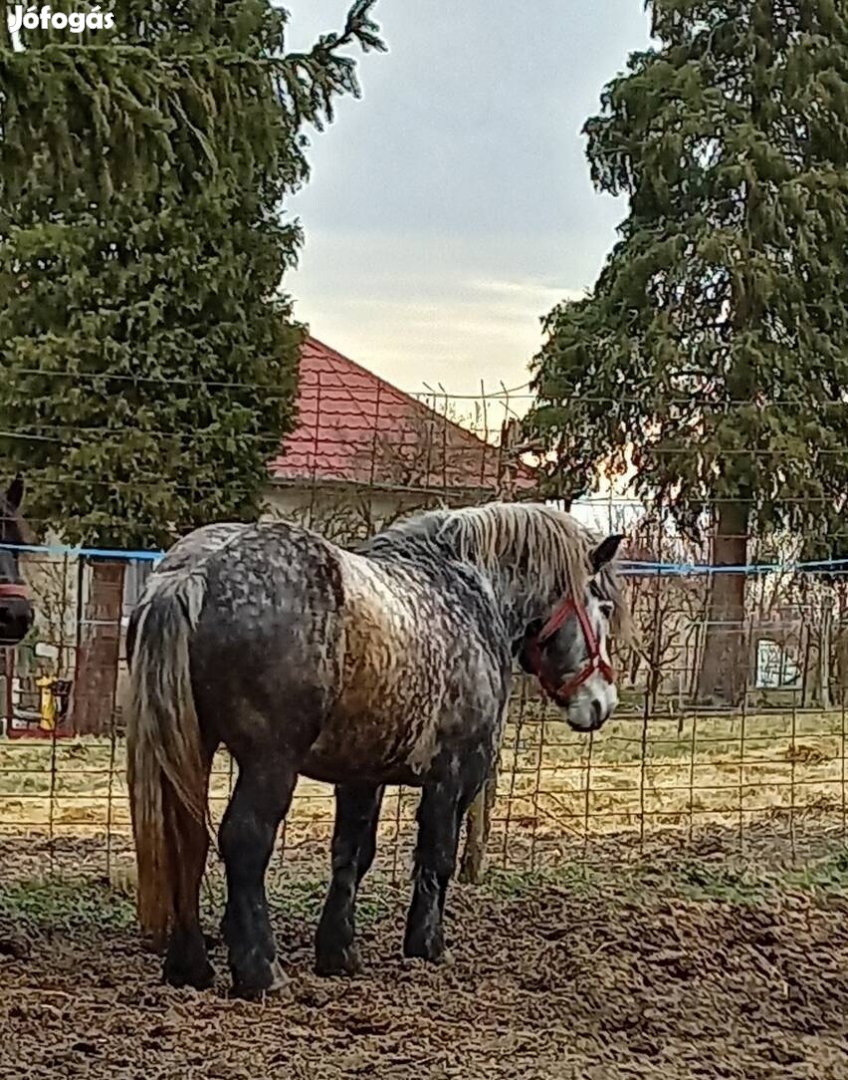 Eladó magyar hidegvérű fedengedélyes mének. - Nemesvid, Somogy - Ló