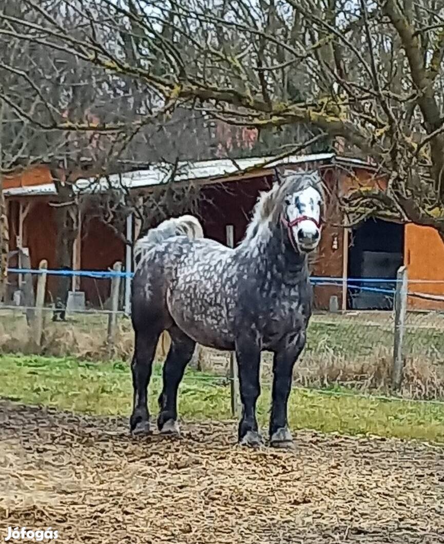 Eladó magyar hidegvérű fedengedélyes mének. - Nemesvid, Somogy - Ló