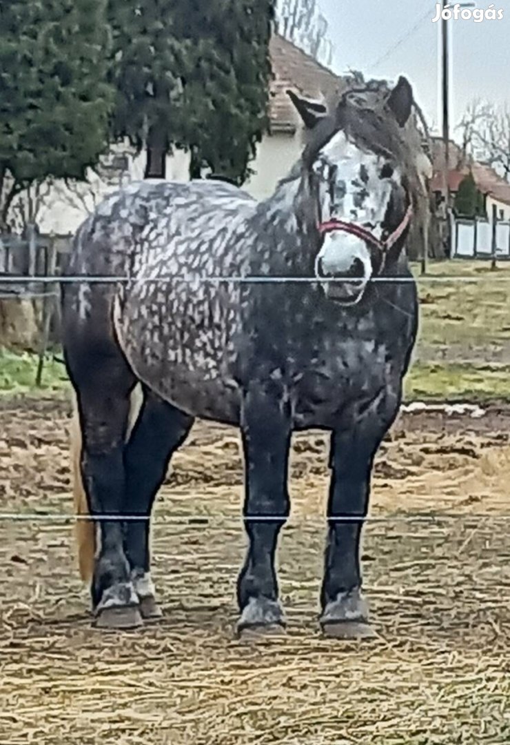 Eladó magyar hidegvérű fedengedélyes mének. - Nemesvid, Somogy - Ló