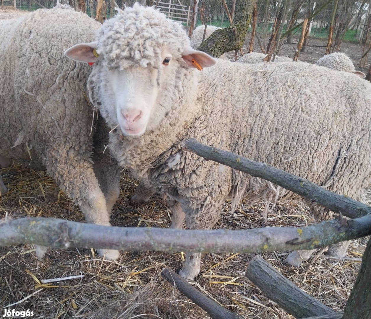 Eladó magyar merinó törzs anya juh