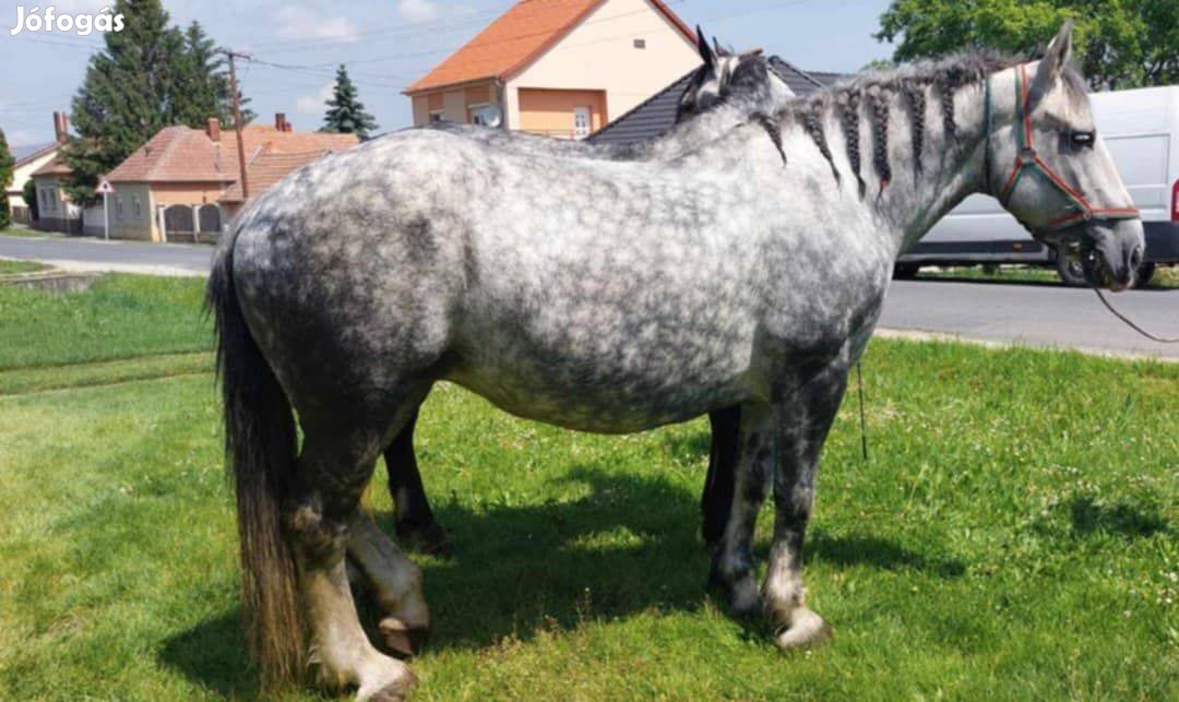 Eladó magyar őshonos hidegvérű kanca lo