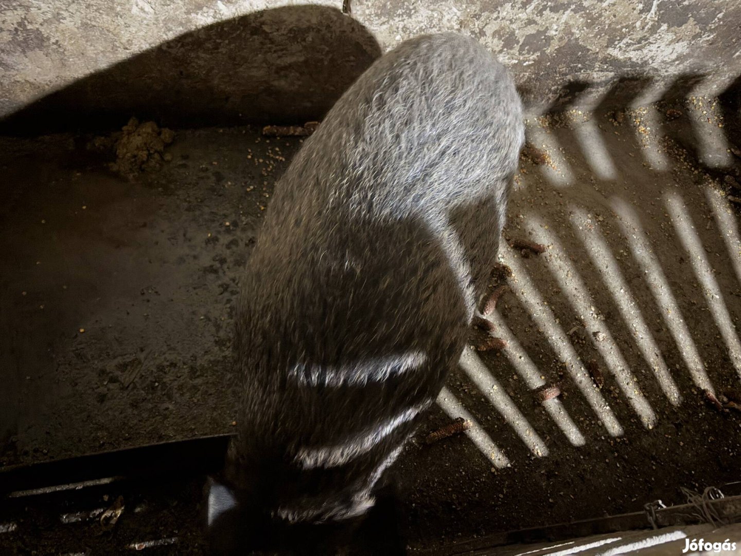 Eladó magyar sertés és vaddisznó mangalica keverek