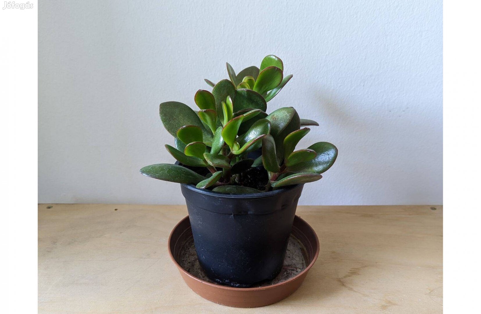 Eladó majomfa pozsgafa crassula ovata 20cm