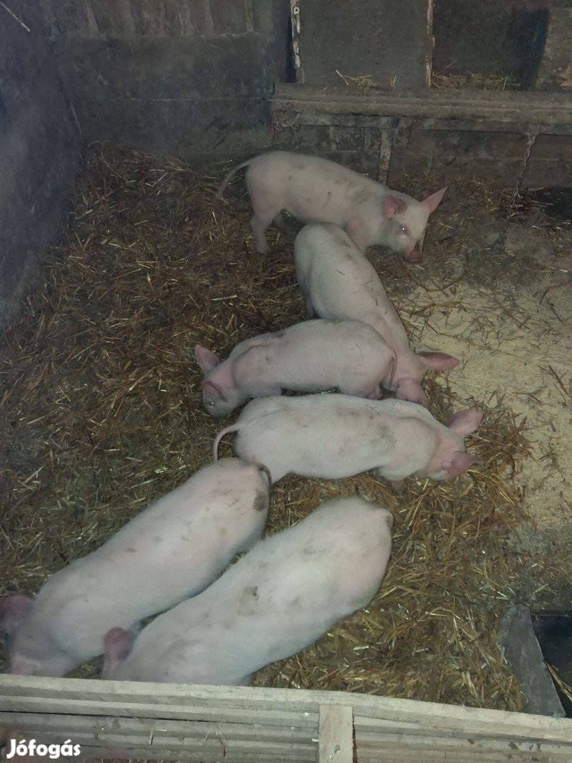 Elado malac vagy csere