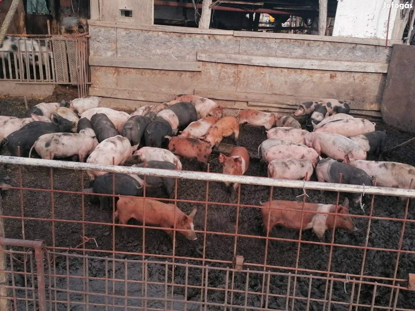 Eladó malacok