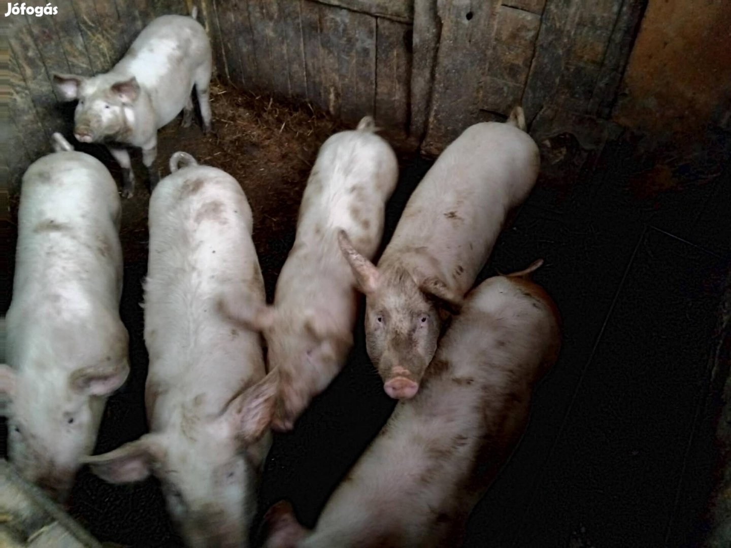 Eladó malacok