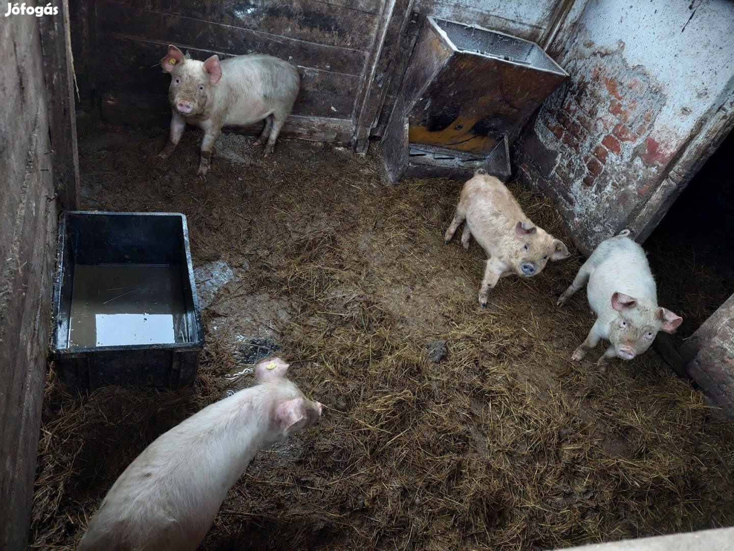 Eladó malacok!