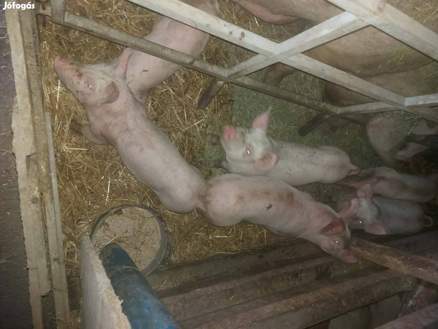 Eladó malacok