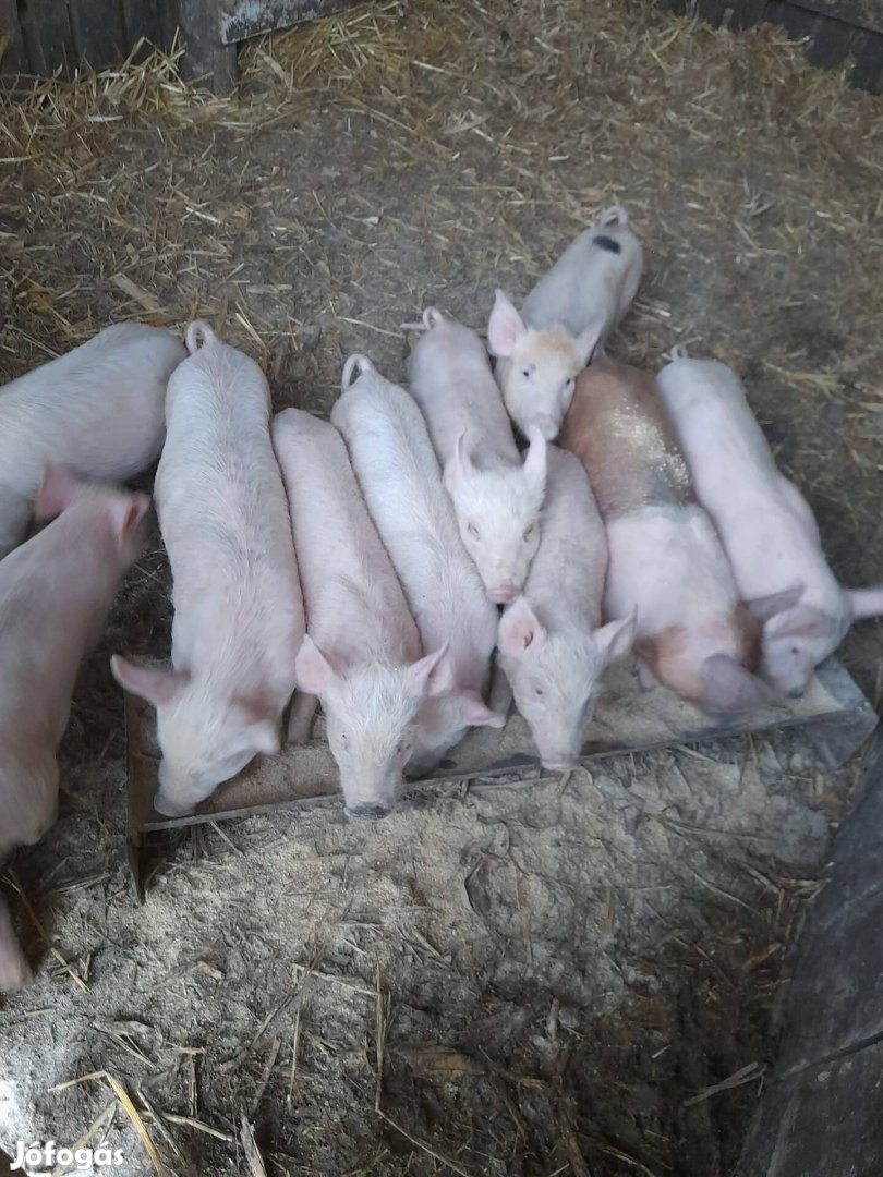 Eladó malacok új helyett keresnek!