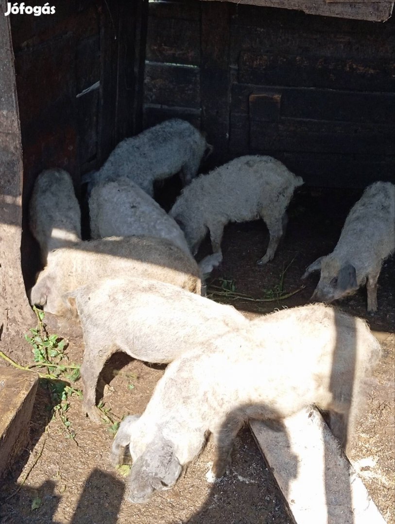 Eladó mangalica