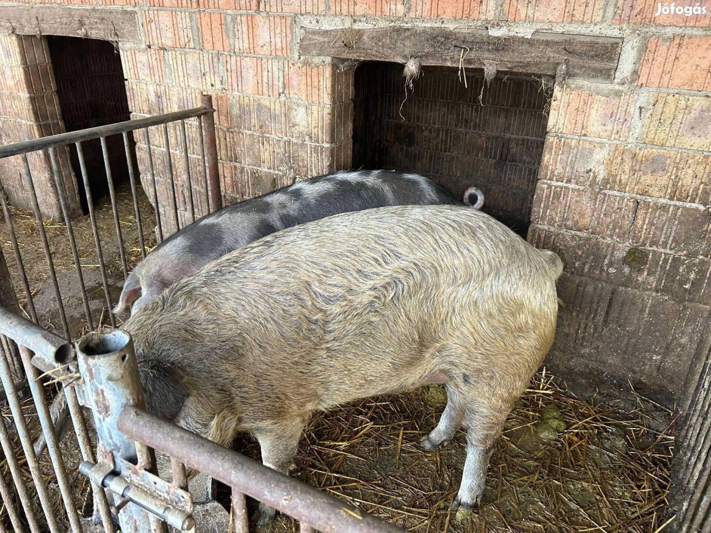 Eladó mangalica X durock keverek!