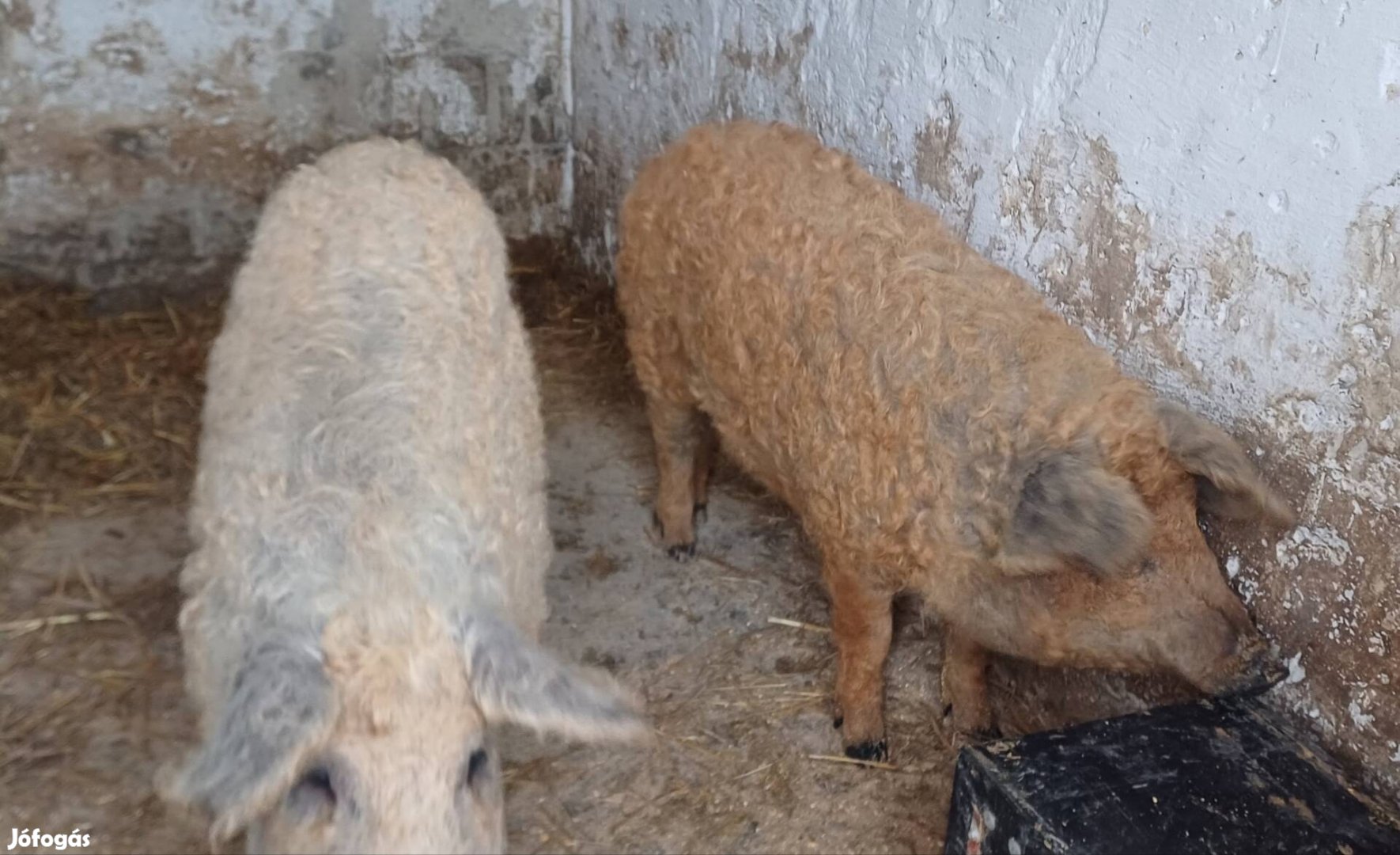 Eladó mangalica emsék 