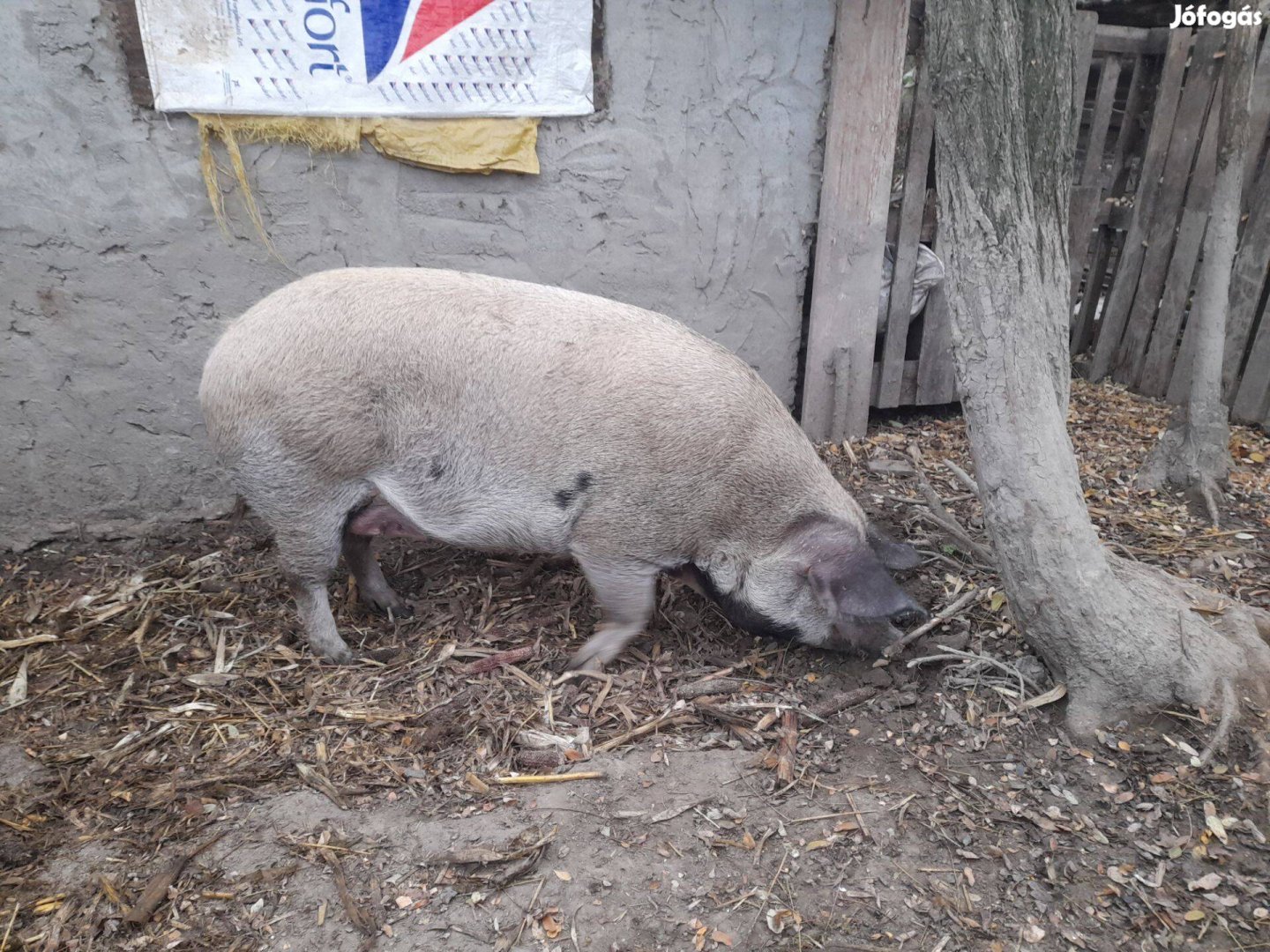 Eladó mangalica és egy mangalica lapály sertés