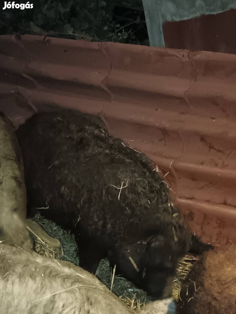 Eladó mangalica hízó 120kg körüli 