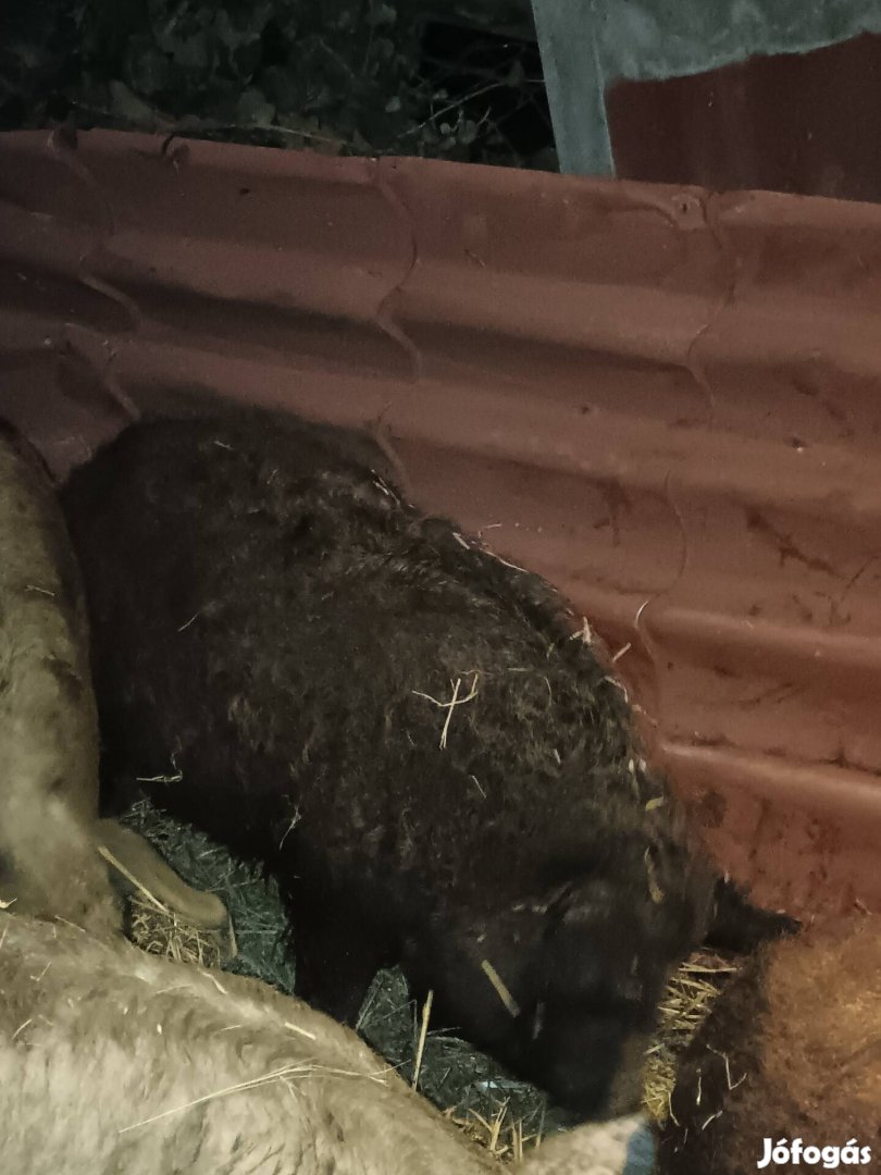 Eladó mangalica hízó 