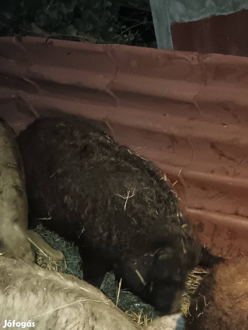 Eladó mangalica hízó 