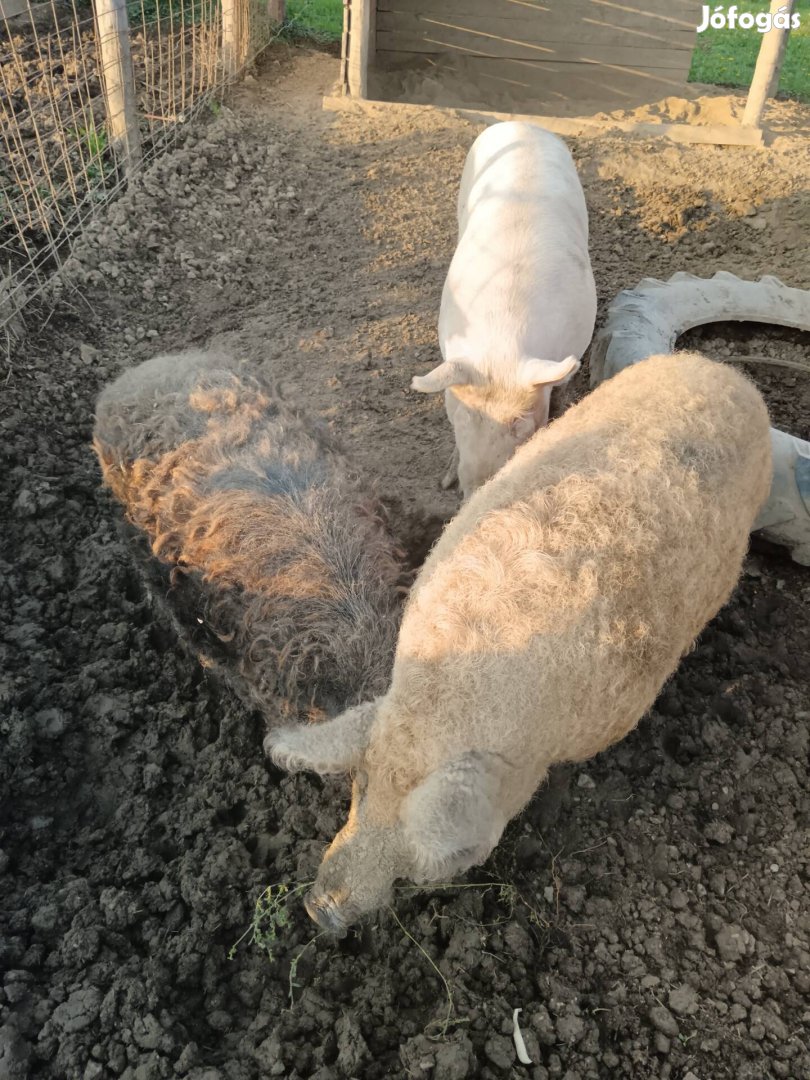 Eladó mangalica hízó! 