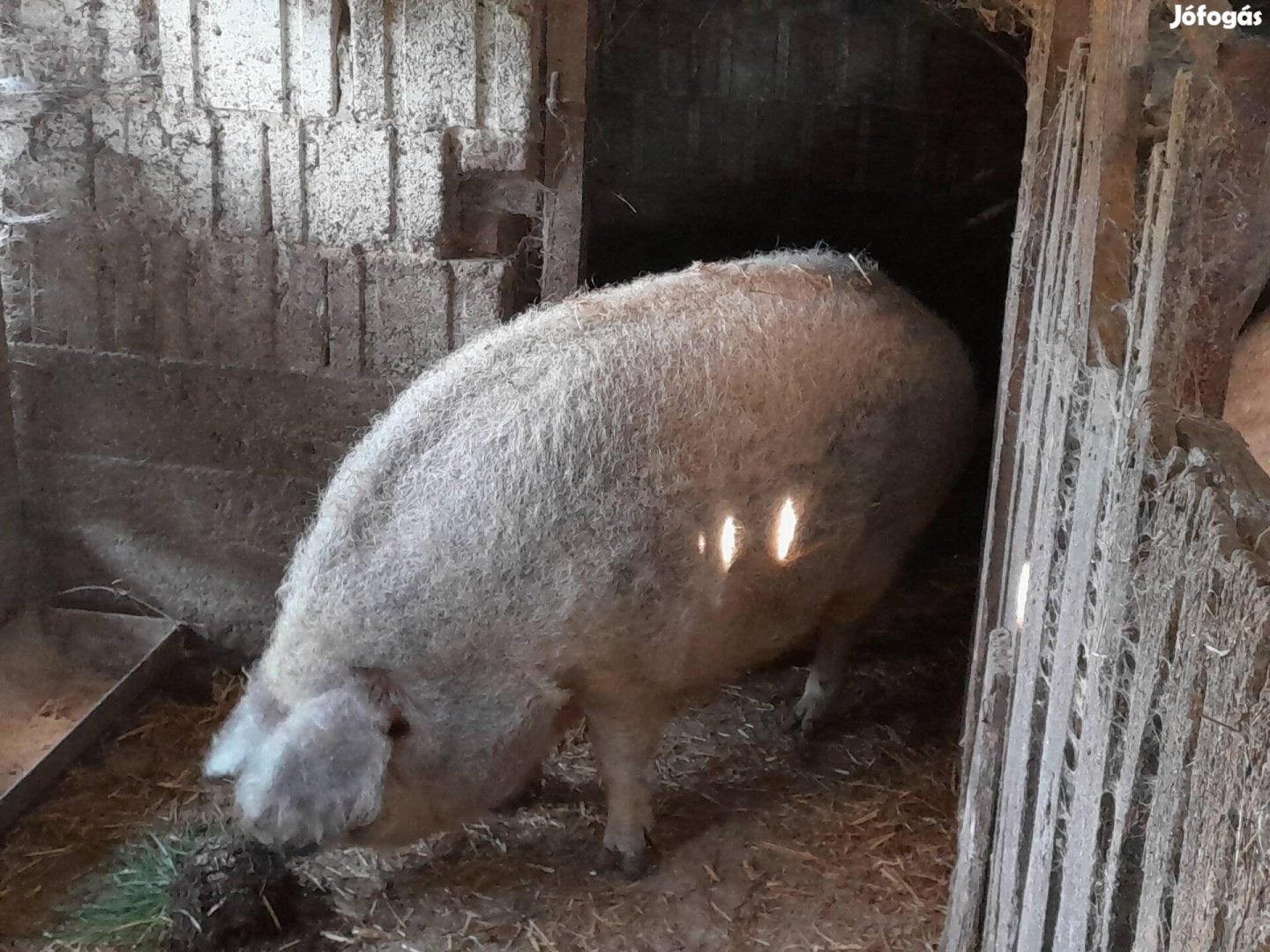 Eladó mangalica hízó koca