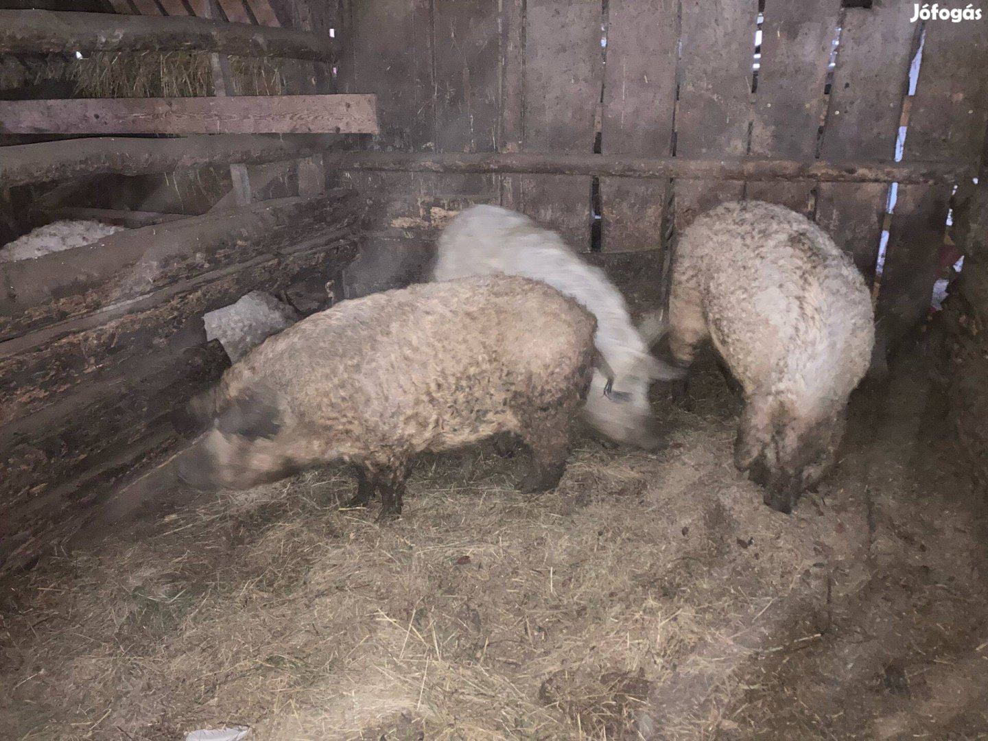 Eladó mangalica hízók