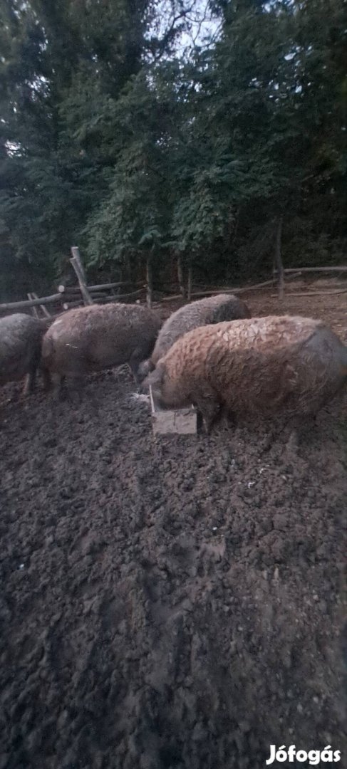 Eladó mangalica hizok!