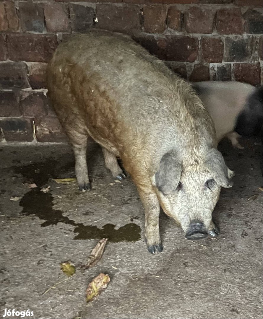 Eladó mangalica keverék hízó