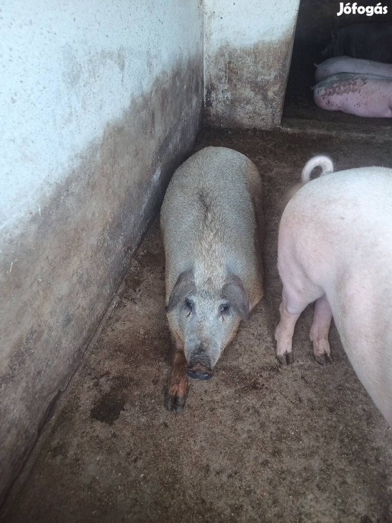 Eladó mangalica keverék hízó sertés disznó 