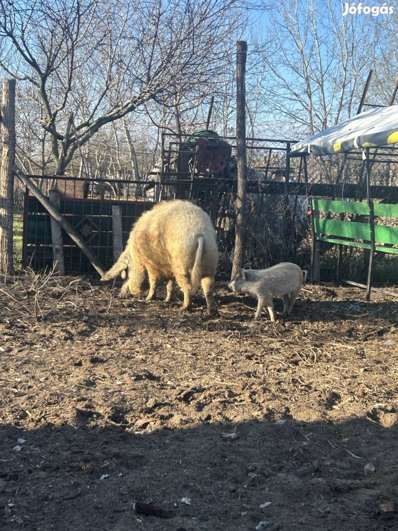 Eladó mangalica koca malacokal