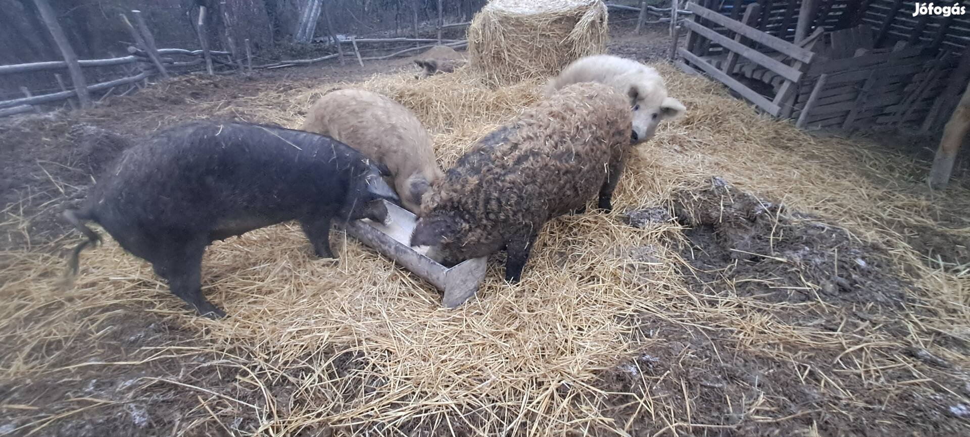 Eladó mangalica kocák+kan!