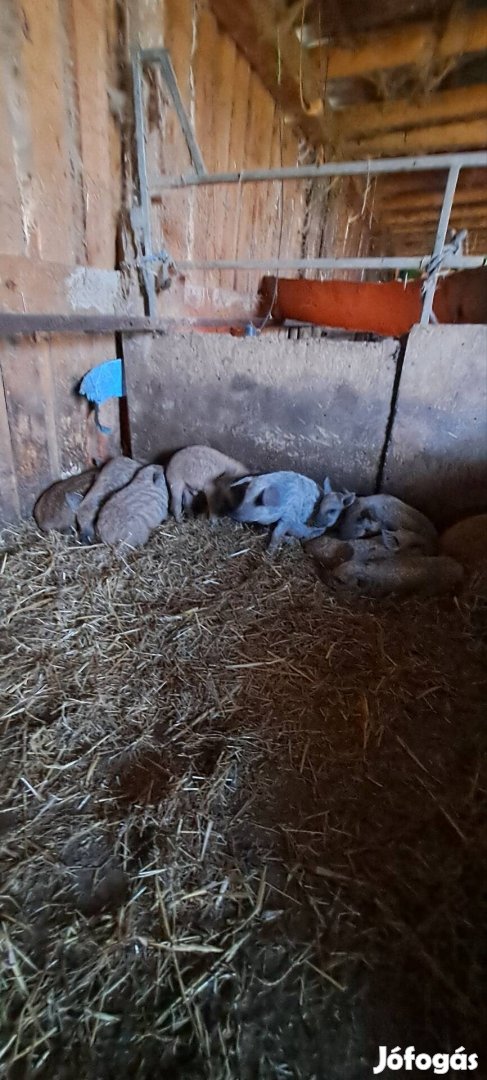 Eladó mangalica malacok!