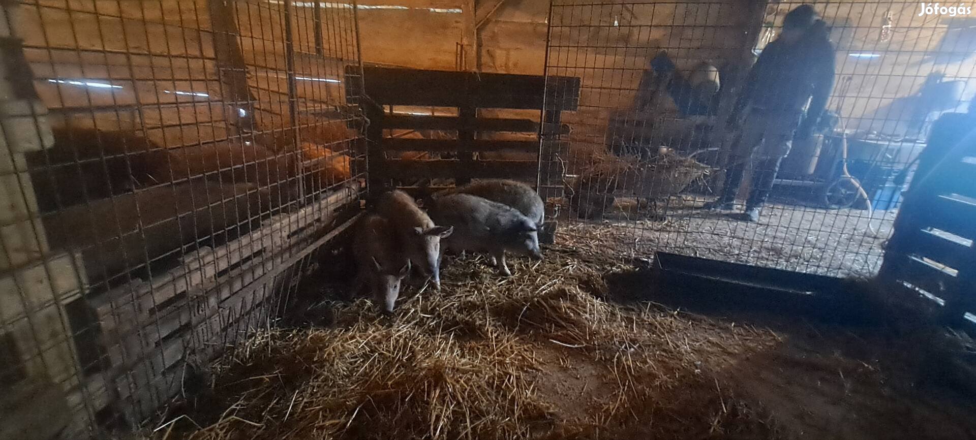 Eladó mangalica malacok!