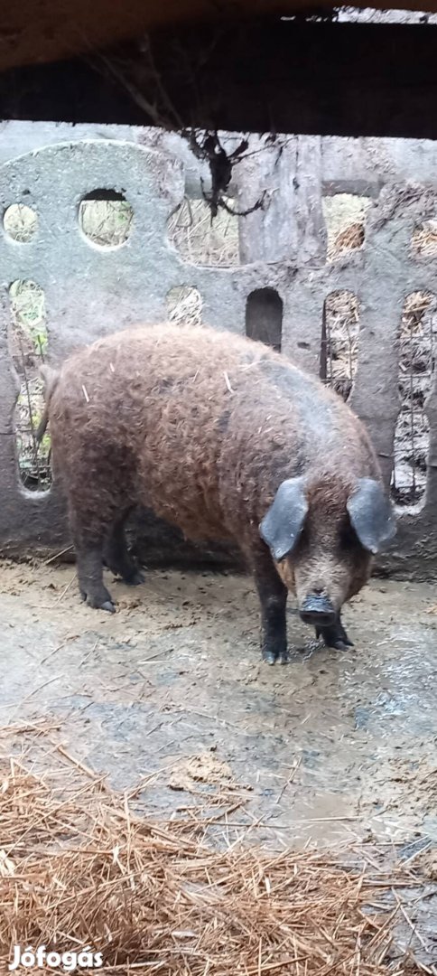 Eladó mangalica x durok ártán