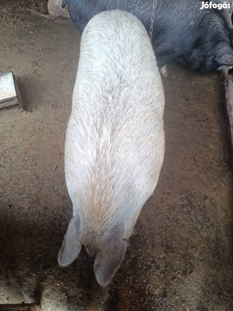 Eladó mangalica x nagyfehér keverék hízó koca sertés