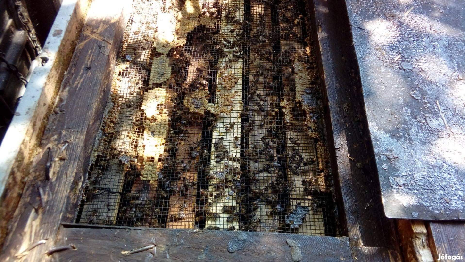 Eladó méh családok