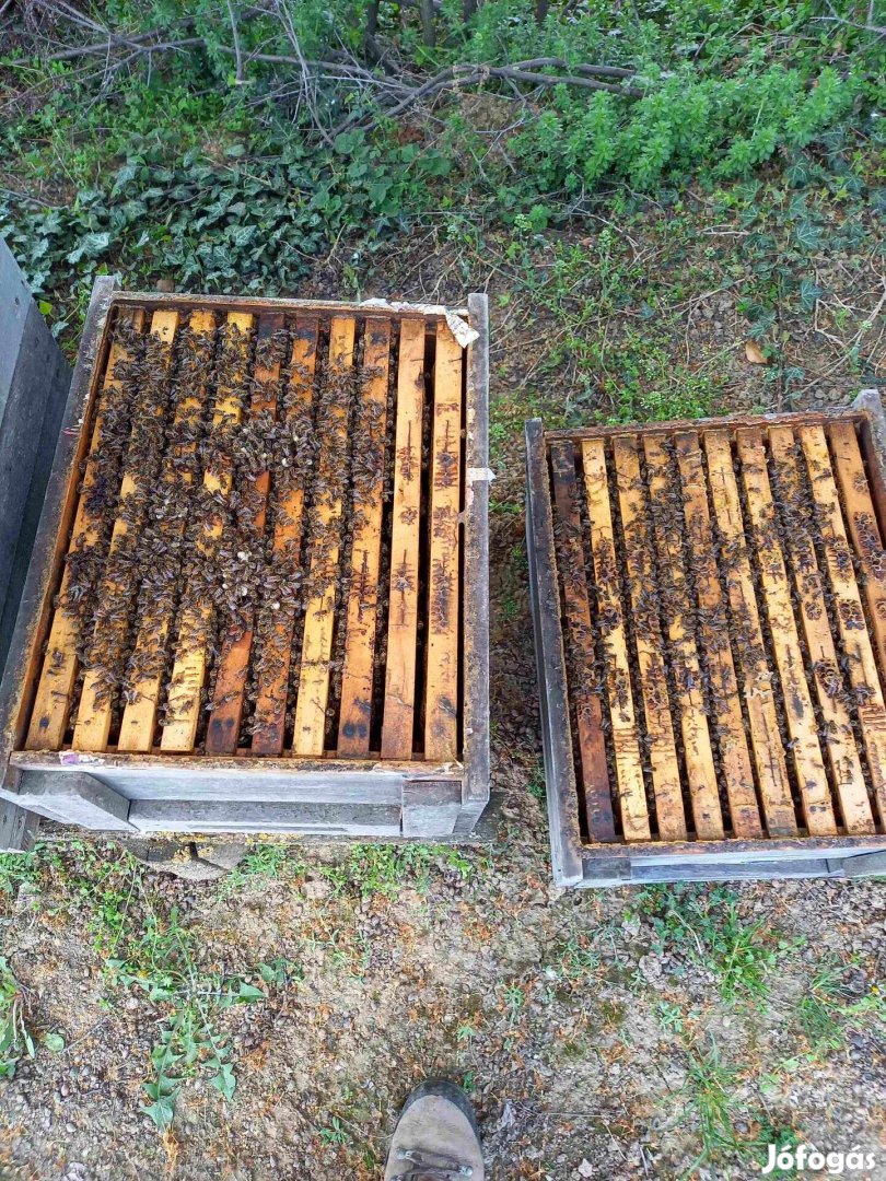 Eladó méhcsaládok