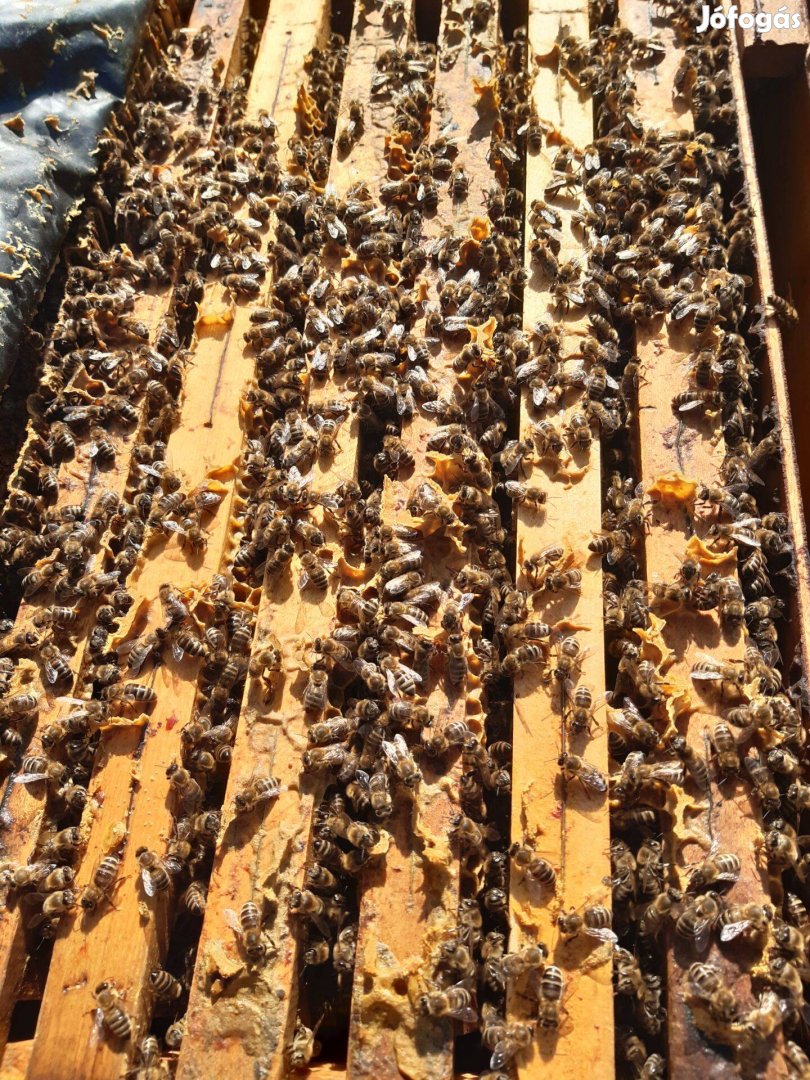 Eladó méhcsaládok