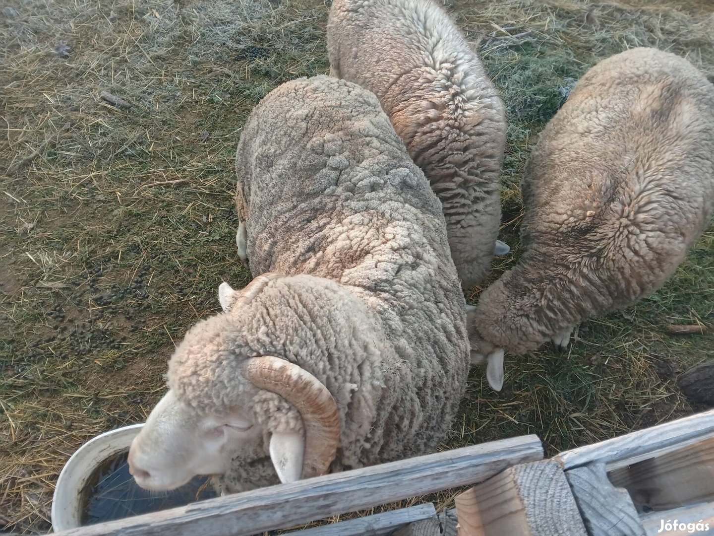 Eladó merino kos birka!