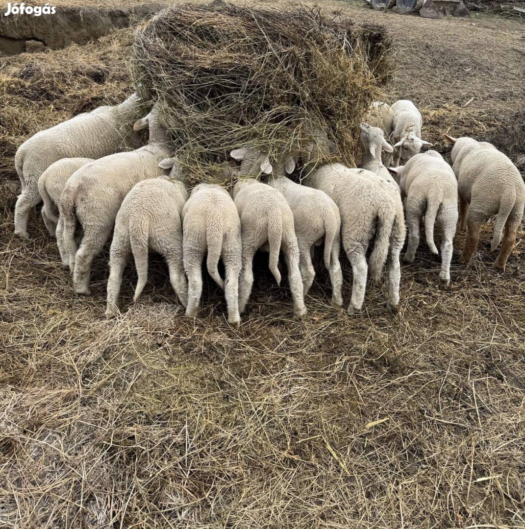 Eladó merinói bárányok 