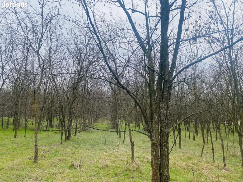 Eladó mezőgazdasági ingatlan Tápiószentmárton