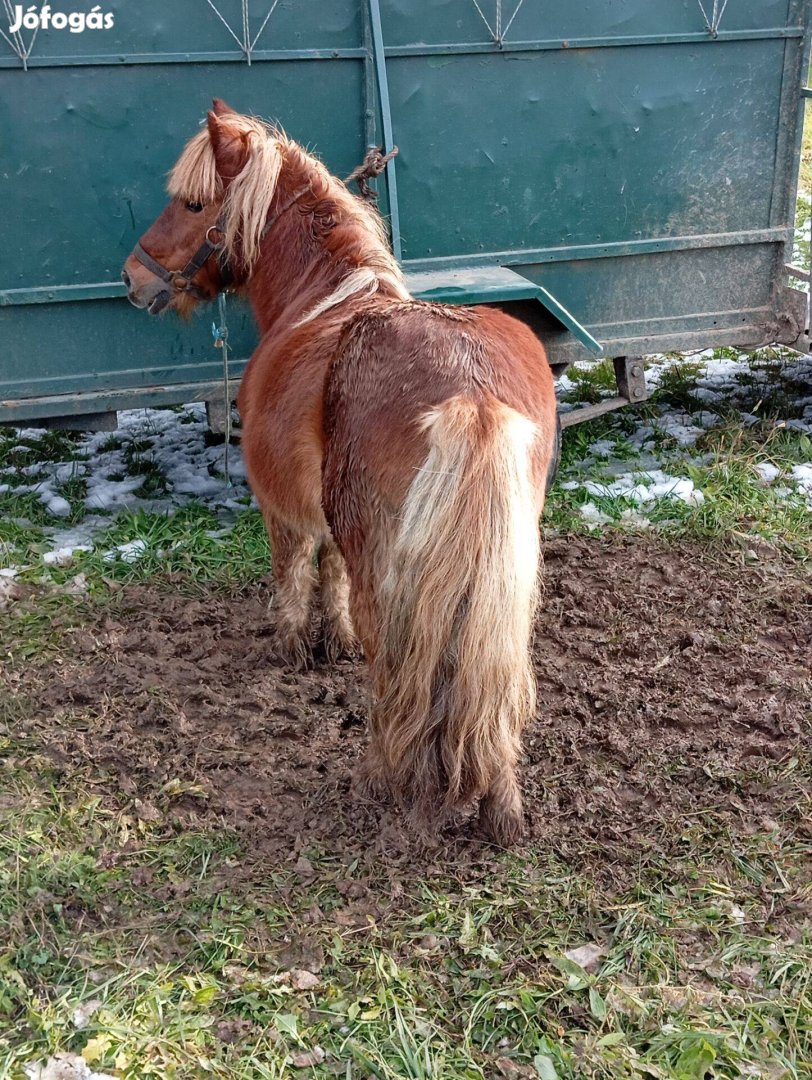 Eladó mini póni csődör