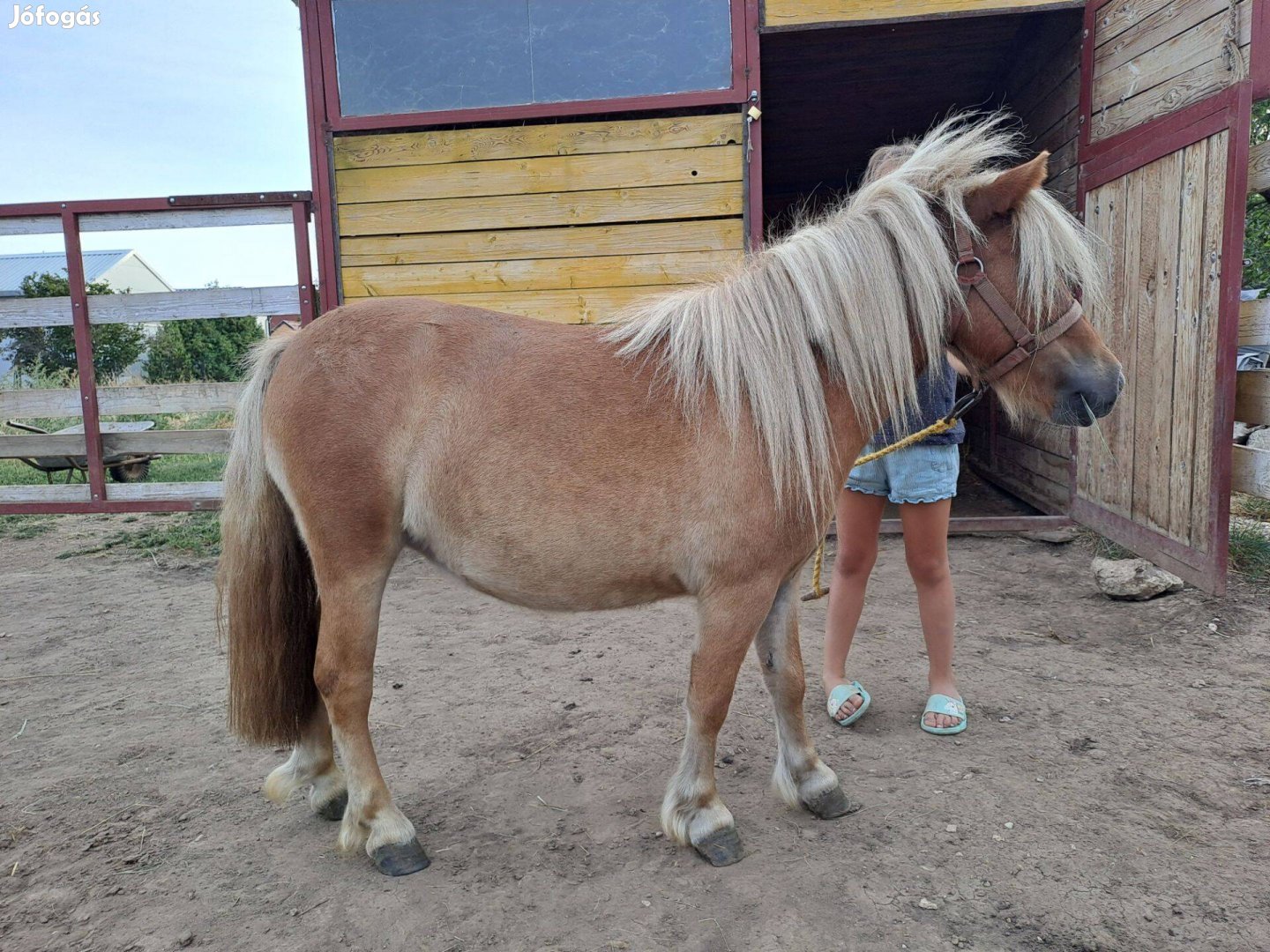 Eladó mini pónik