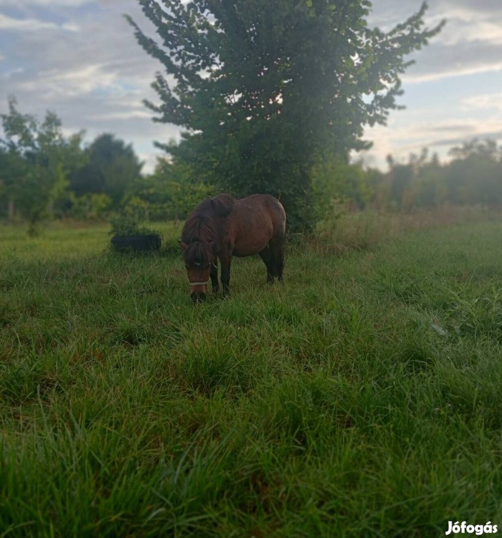 Eladó mini shetlandi póni