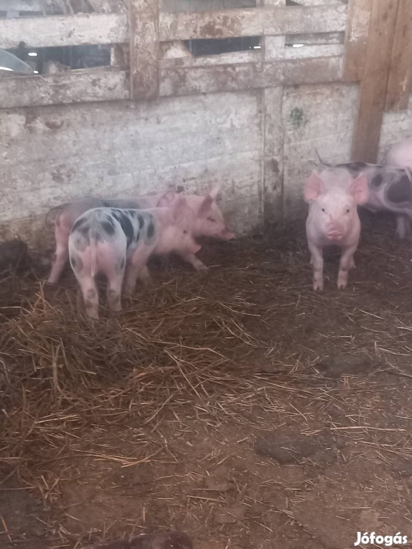 Eladó minőségi pietrin választási malacok csere is