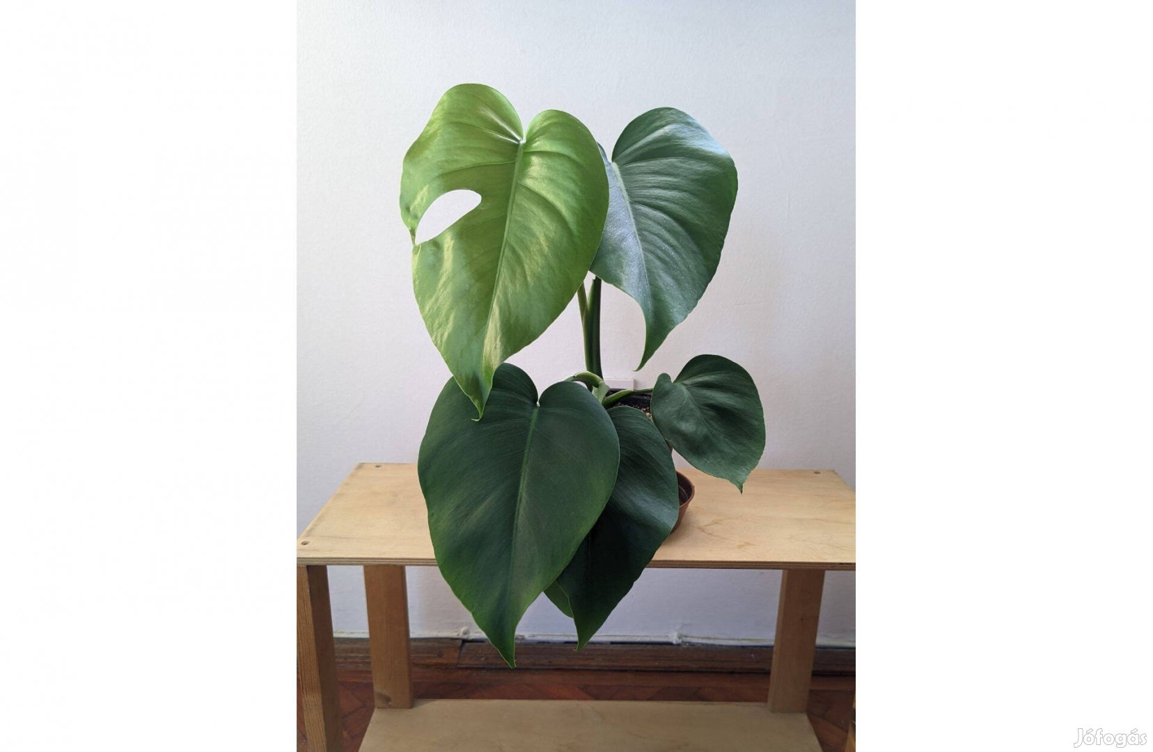 Eladó monstera deliciosa könnyezőpálma 35cm