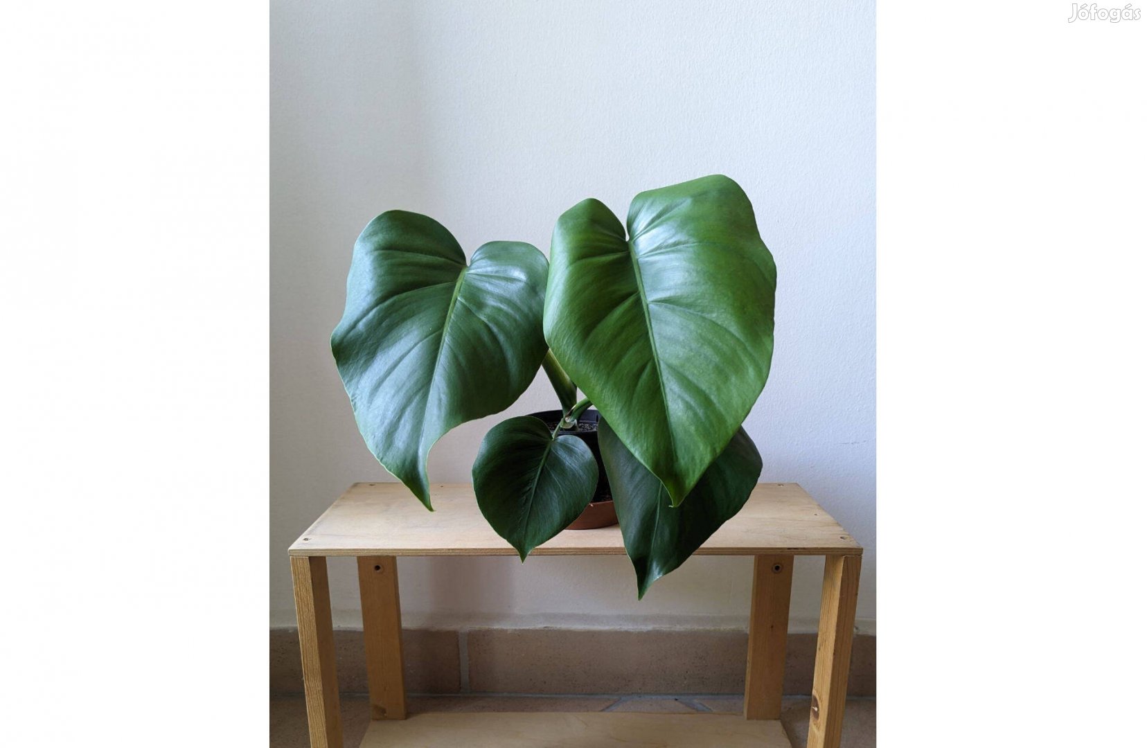 Eladó monstera deliciosa könnyezőpálma 40cm