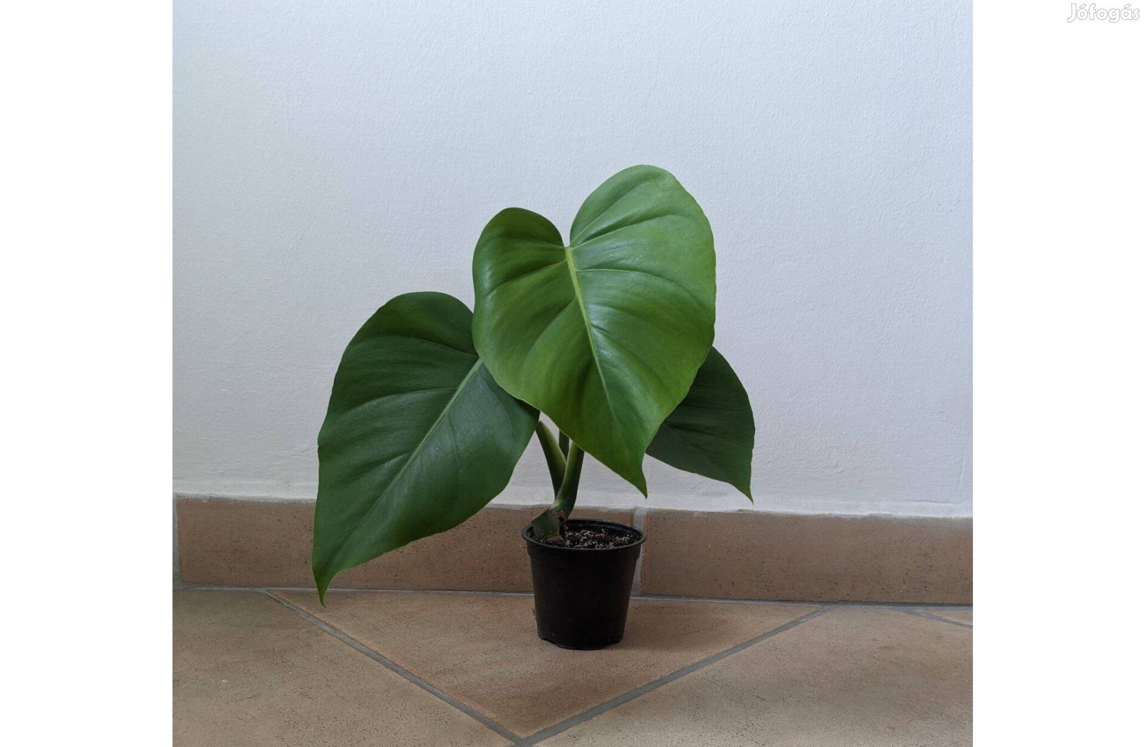 Eladó monstera deliciosa könnyezőpálma 40cm