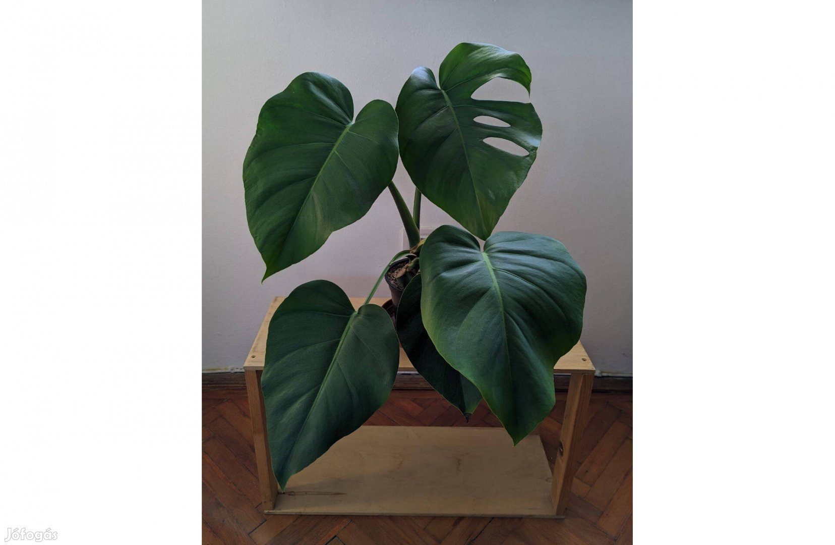 Eladó monstera deliciosa könnyezőpálma 45cm