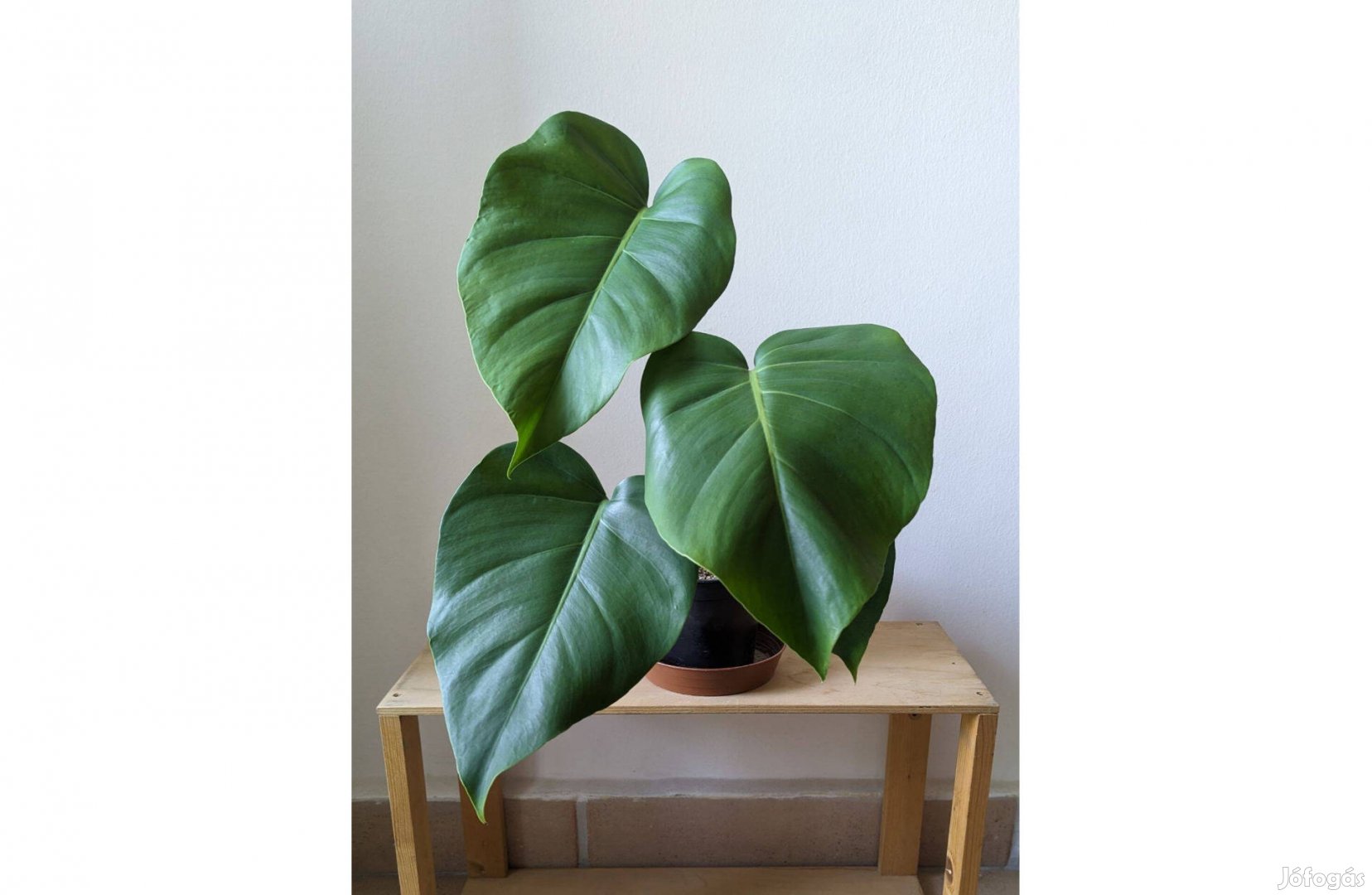 Eladó monstera deliciosa könnyezőpálma 45cm