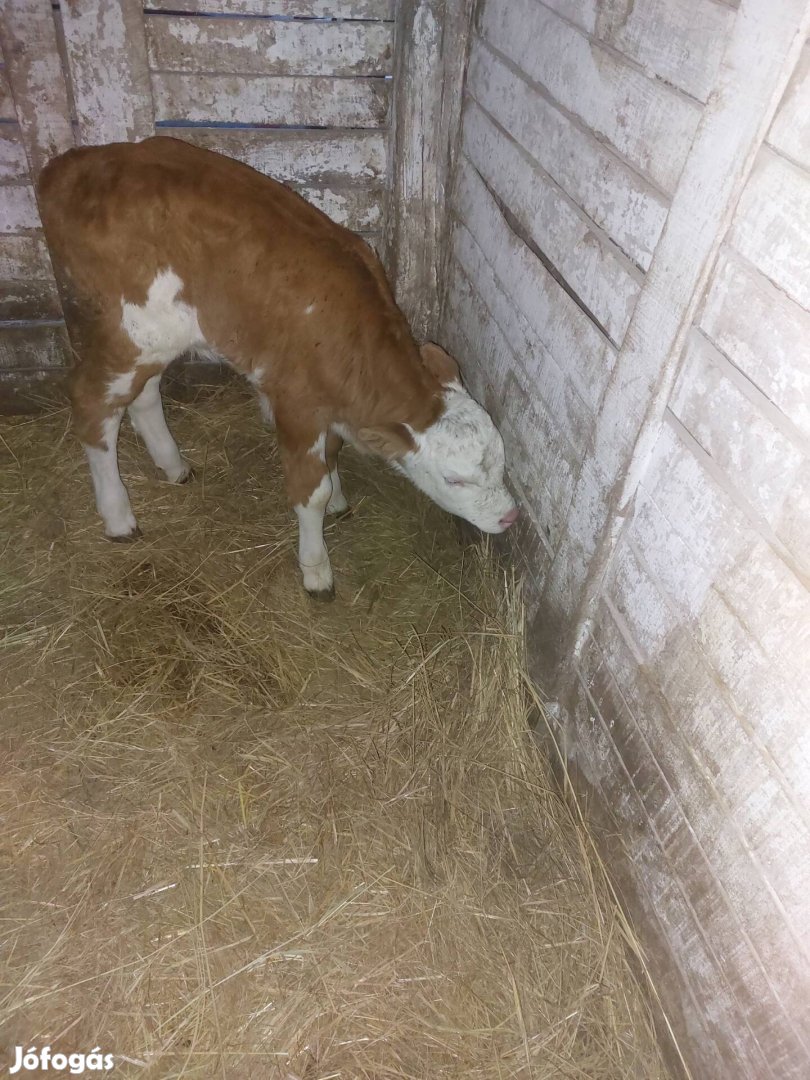 Eladó mt üsző borjú